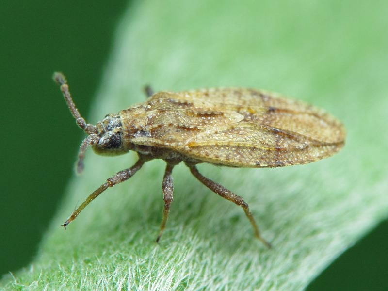 Tingis (Tropidocheila) maculata (Herrich-Schäffer, 1838)